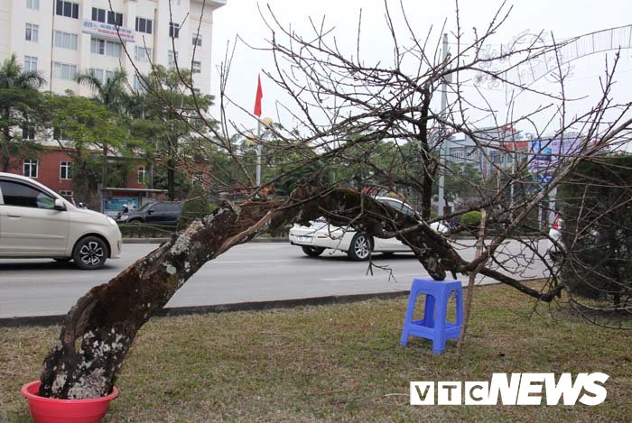 Ảnh: Cận cảnh những gốc đào đá giá 90 triệu đồng xuống phố Hải Phòng