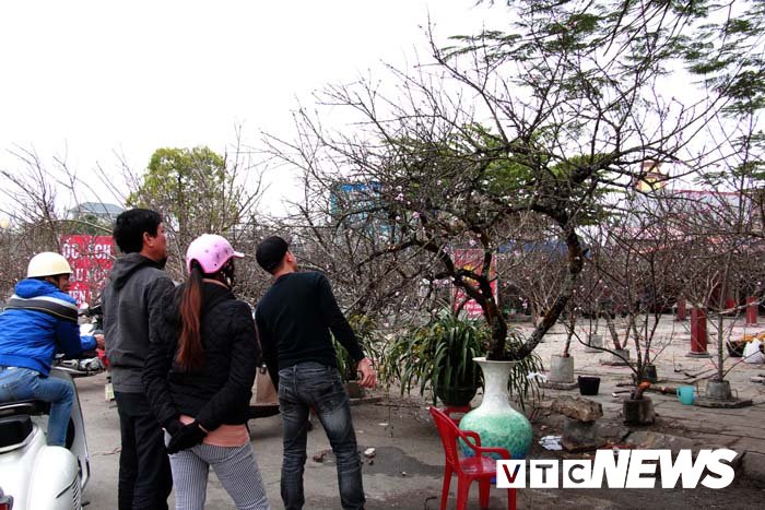 Ảnh: Cận cảnh những gốc đào đá giá 90 triệu đồng xuống phố Hải Phòng