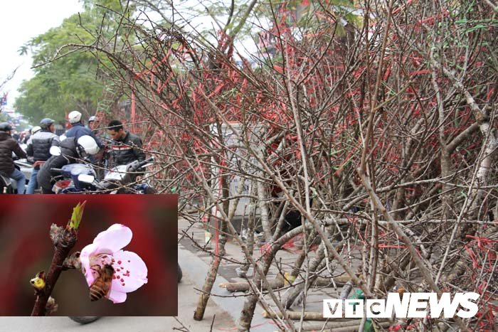 Ảnh: Cận cảnh những gốc đào đá giá 90 triệu đồng xuống phố Hải Phòng