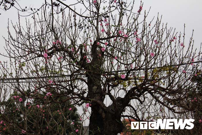 Ảnh: Cận cảnh những gốc đào đá giá 90 triệu đồng xuống phố Hải Phòng