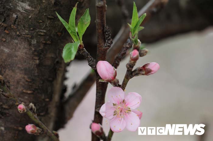 Ảnh: Cận cảnh những gốc đào đá giá 90 triệu đồng xuống phố Hải Phòng