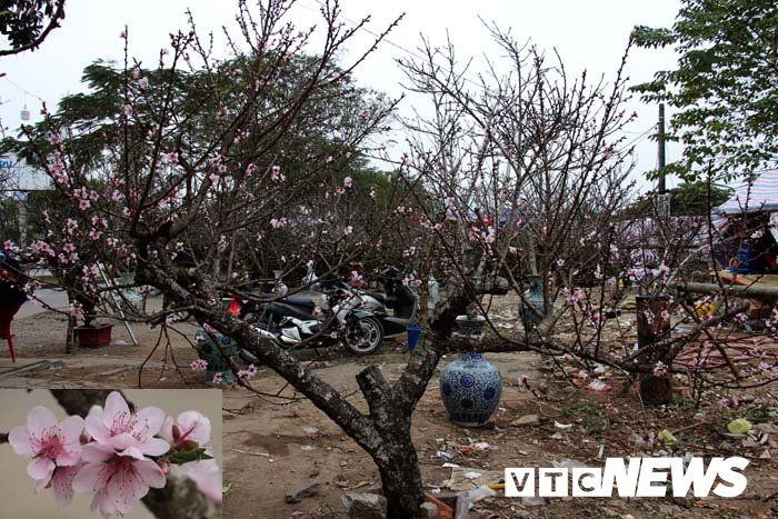 Ảnh: Cận cảnh những gốc đào đá giá 90 triệu đồng xuống phố Hải Phòng
