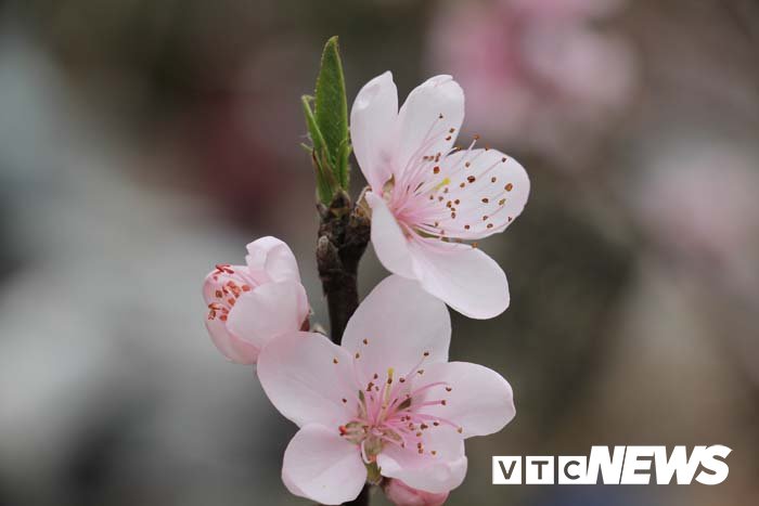 Ảnh: Cận cảnh những gốc đào đá giá 90 triệu đồng xuống phố Hải Phòng