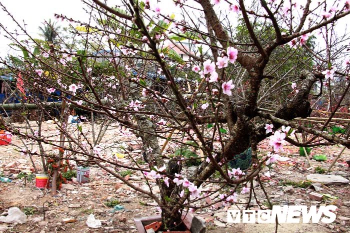 Ảnh: Cận cảnh những gốc đào đá giá 90 triệu đồng xuống phố Hải Phòng