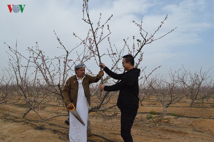 sắc đào trên sa mạc sahara hình 6 Sắc đào trên sa mạc Sahara