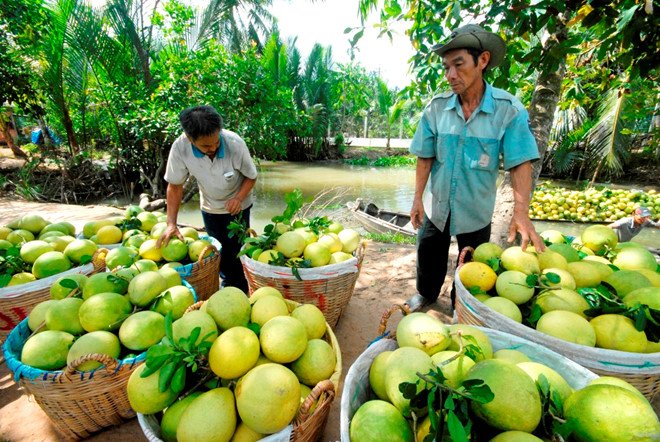 Táo Pháp, cam Ai Cập hơn 29.000 đồng một kg tràn siêu thị ngày cận Tết