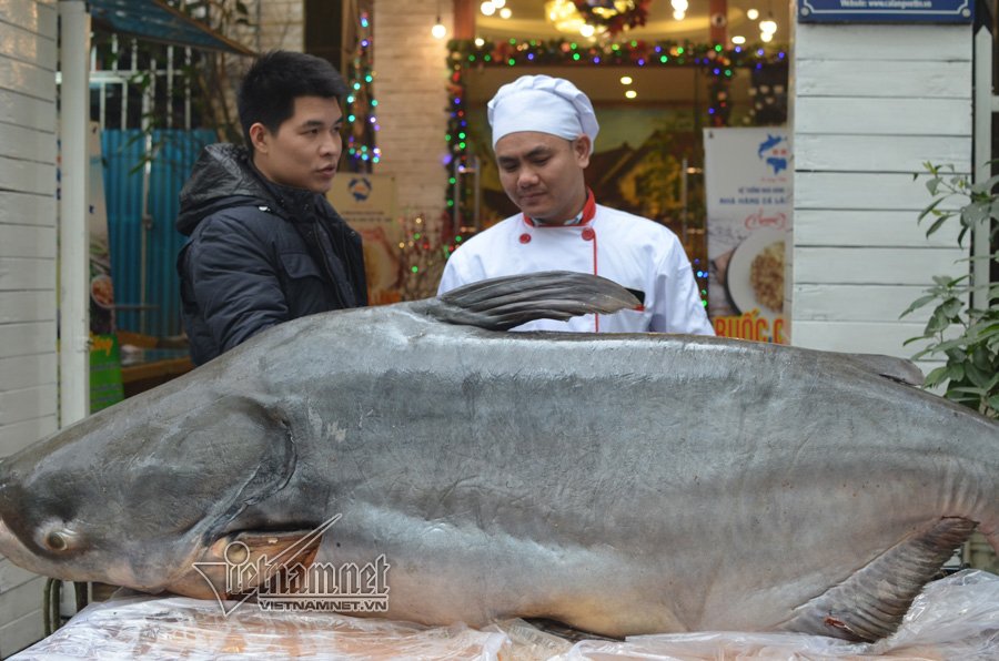 Đại gia Hà Nội xẻ thịt thủy quái 120kg đãi khách ngày tết