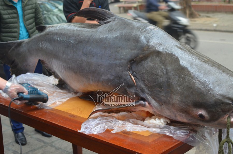 Đại gia Hà Nội xẻ thịt thủy quái 120kg đãi khách ngày tết