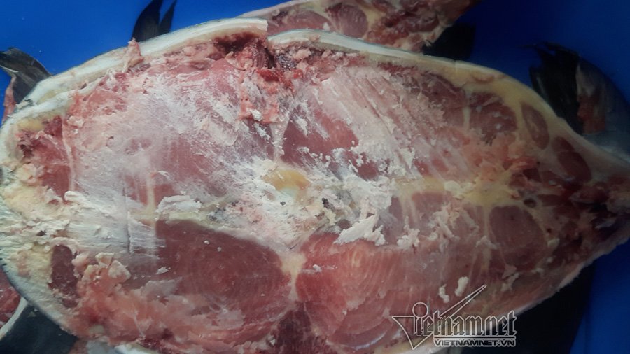 Đại gia Hà Nội xẻ thịt thủy quái 120kg đãi khách ngày tết
