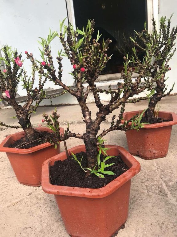Đào thất thốn Trung Quốc 