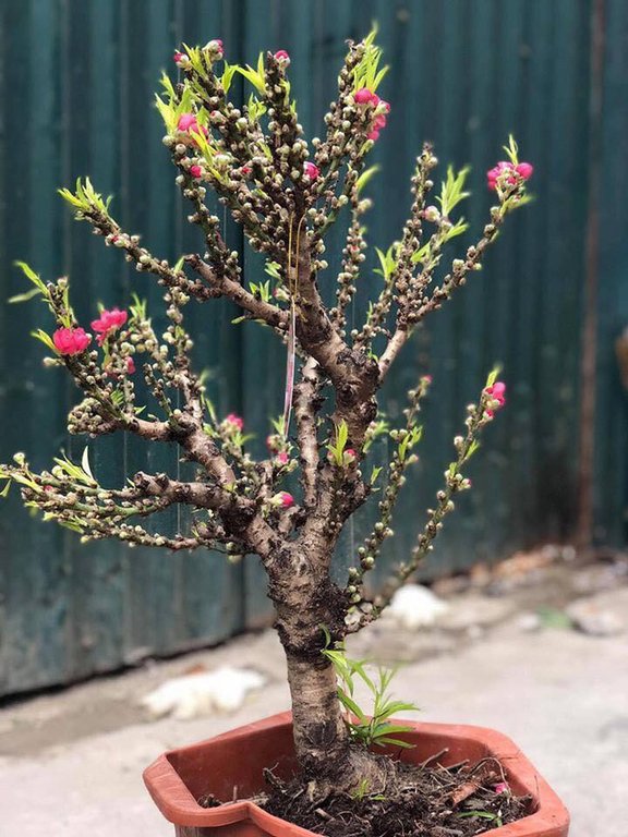 Đào thất thốn Trung Quốc 