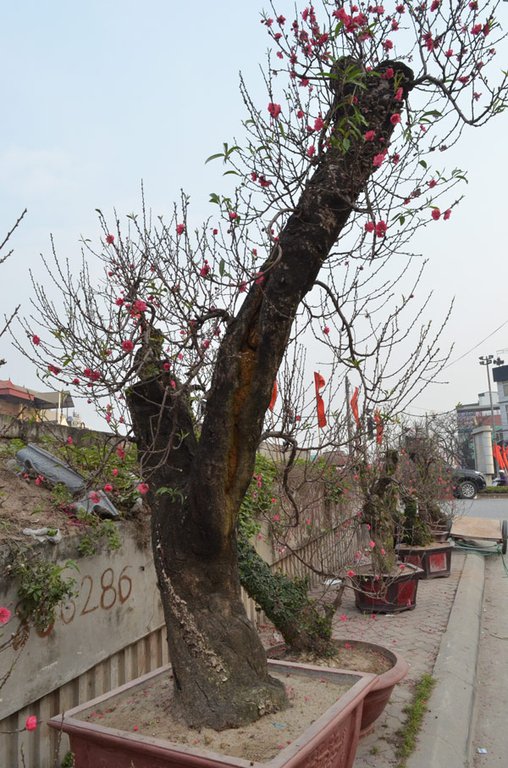 Những cây đào khủng giữa lòng Thủ đô đang chờ khách rước