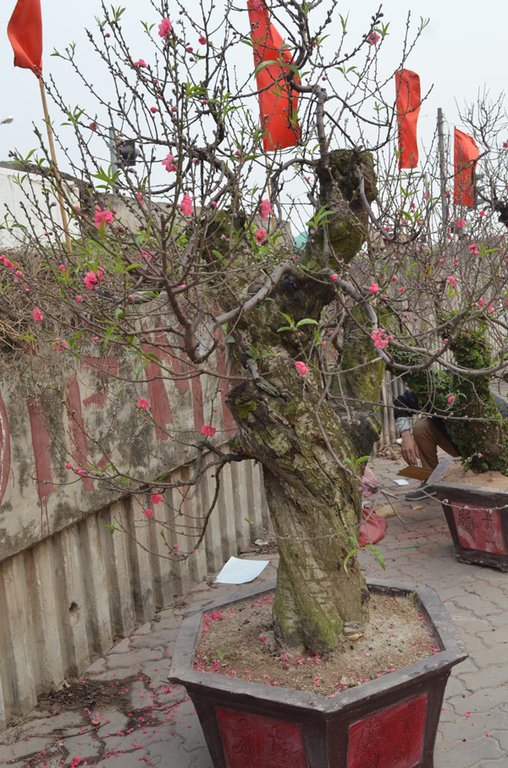 Những cây đào khủng giữa lòng Thủ đô đang chờ khách rước