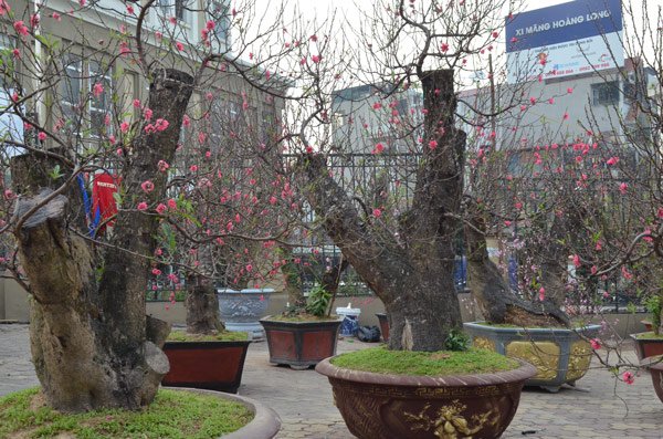 Những cây đào khủng giữa lòng Thủ đô đang chờ khách rước