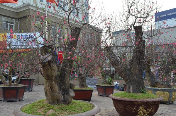 Những cây đào khủng giữa lòng Thủ đô đang chờ khách rước