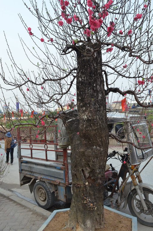 Những cây đào khủng giữa lòng Thủ đô đang chờ khách rước
