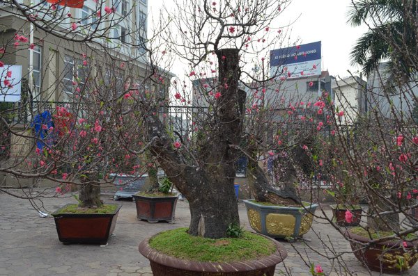 Những cây đào khủng giữa lòng Thủ đô đang chờ khách rước