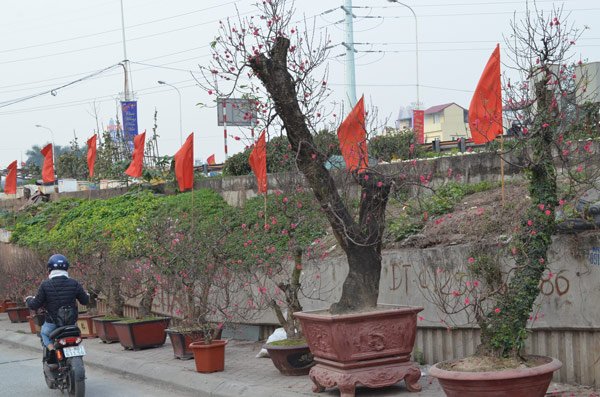 Những cây đào khủng giữa lòng Thủ đô đang chờ khách rước