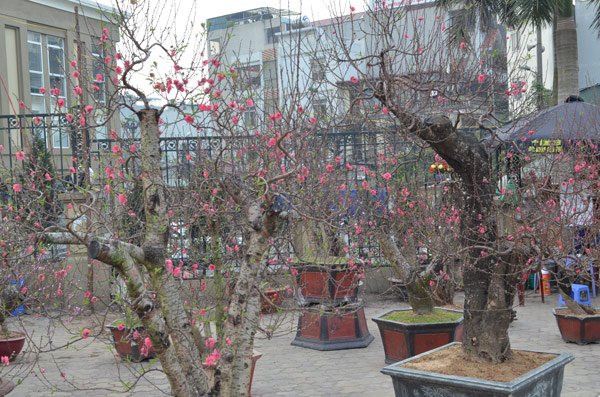 Những cây đào khủng giữa lòng Thủ đô đang chờ khách rước