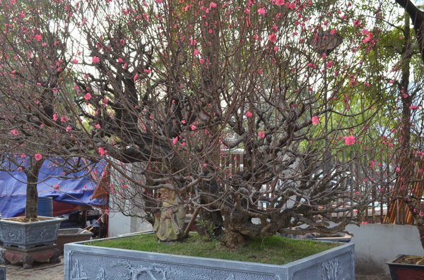 Những cây đào khủng giữa lòng Thủ đô đang chờ khách rước