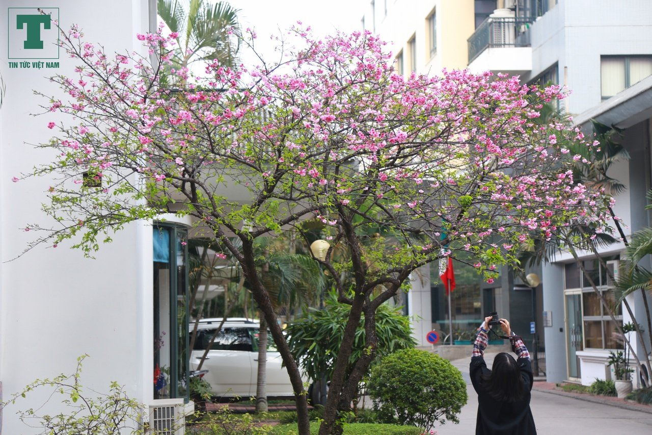 hoa-anh-dao