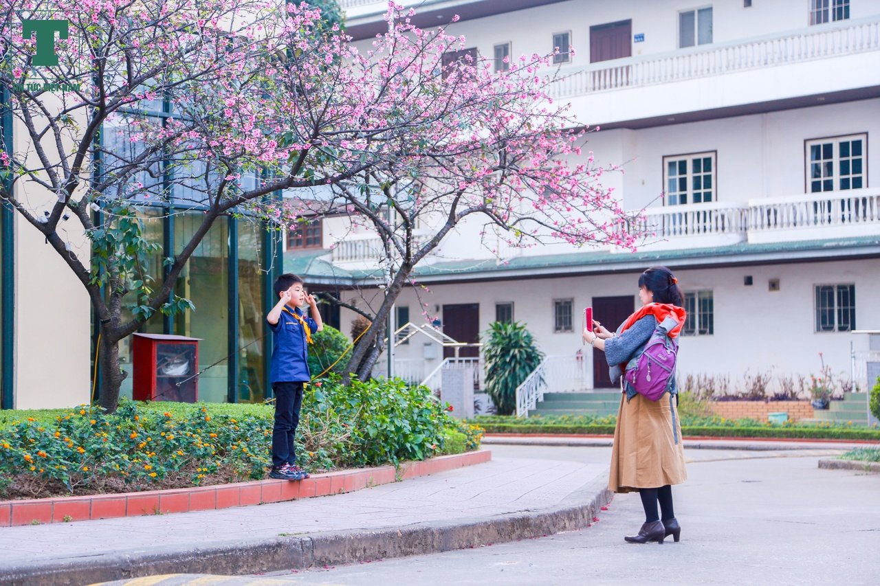 hoa-anh-dao