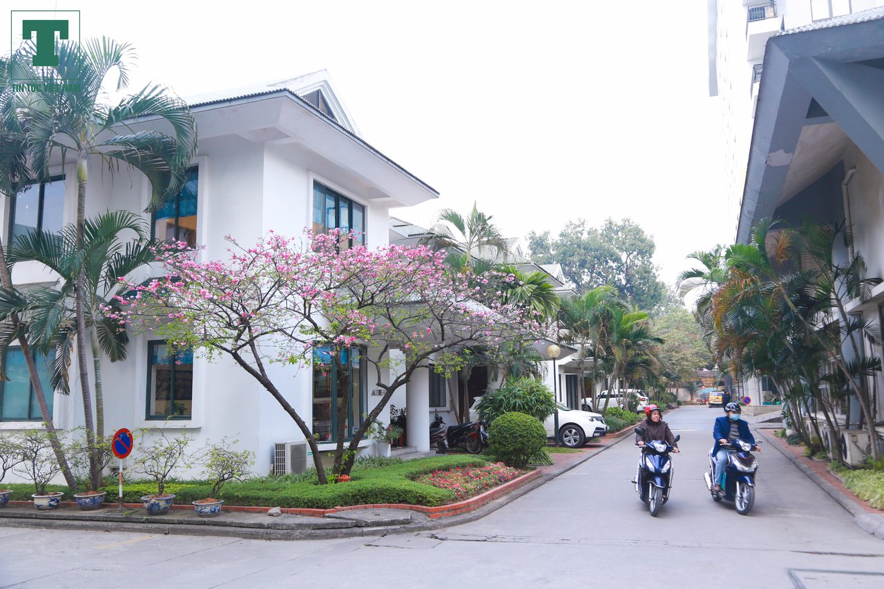 hoa-anh-dao