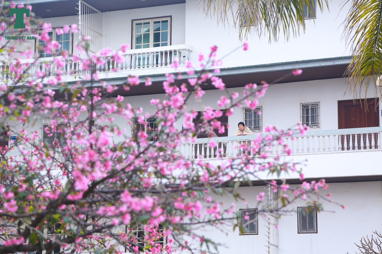 hoa-anh-dao