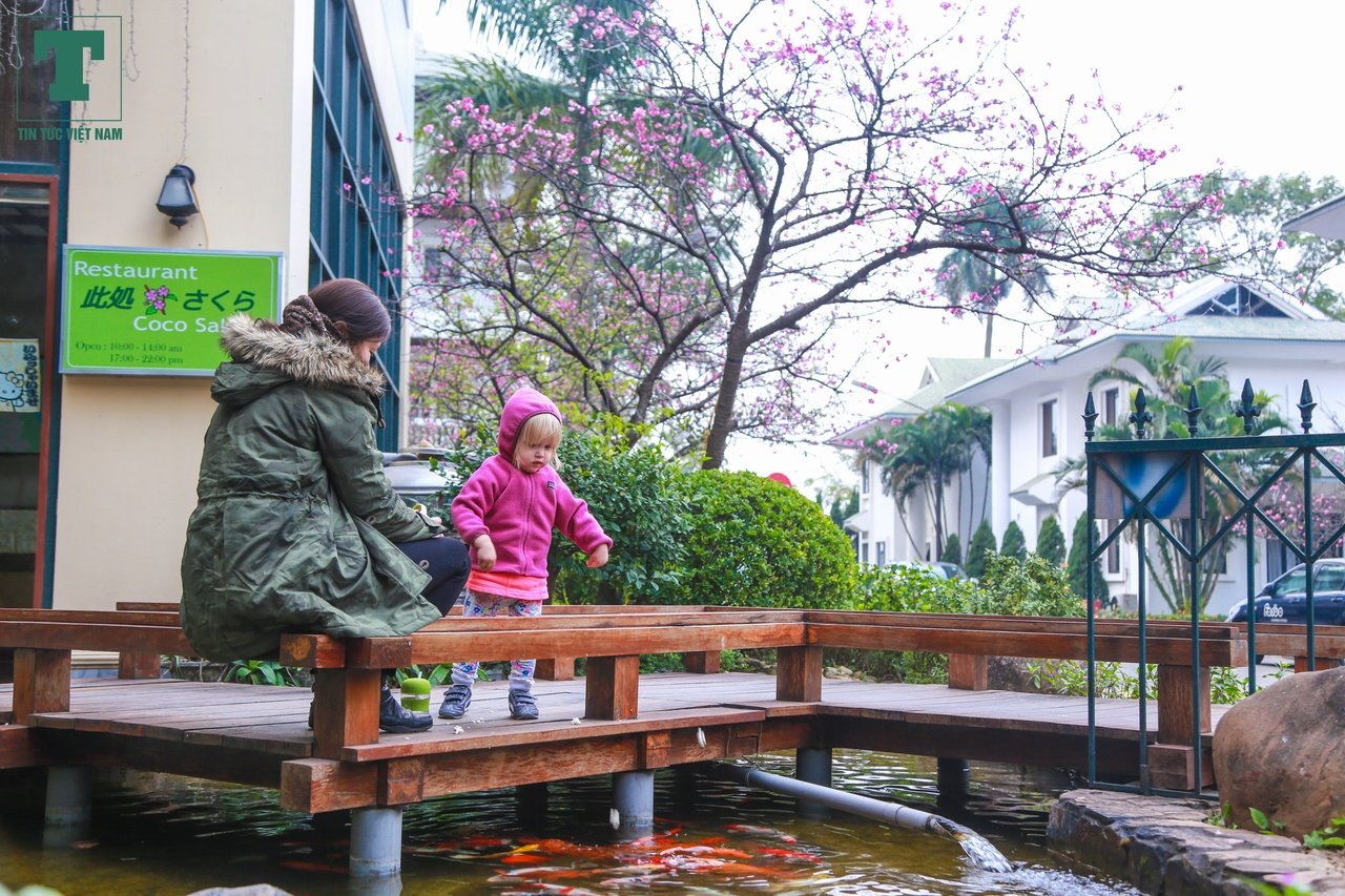 hoa-anh-dao