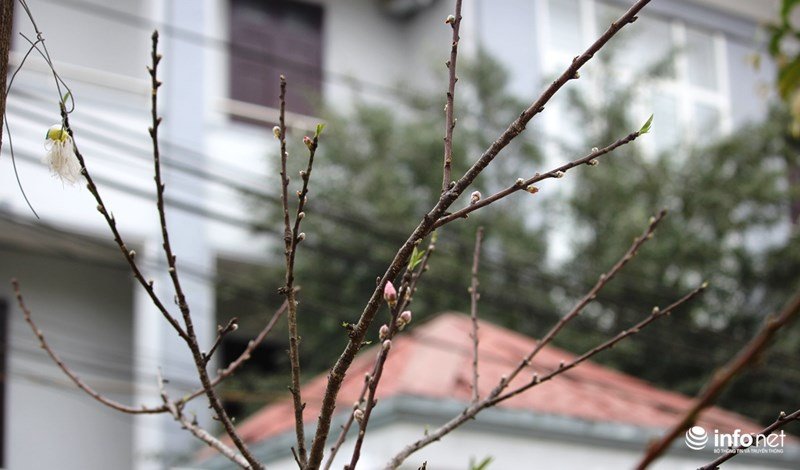 Mê mẩn với những gốc đào đá ở miền Tây xứ Nghệ