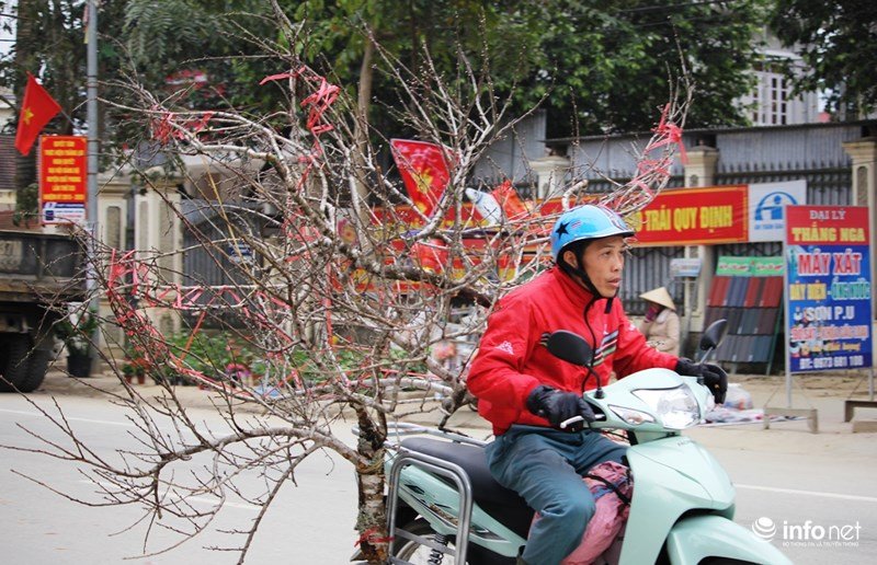 Mê mẩn với những gốc đào đá ở miền Tây xứ Nghệ