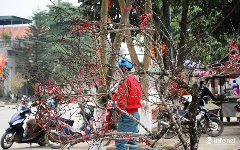 Mê mẩn với những gốc đào đá ở miền Tây xứ Nghệ