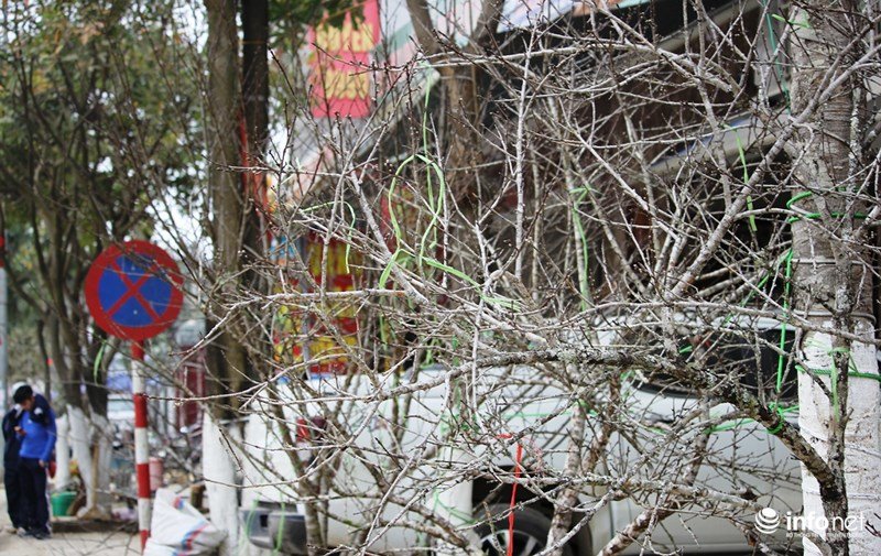 Mê mẩn với những gốc đào đá ở miền Tây xứ Nghệ