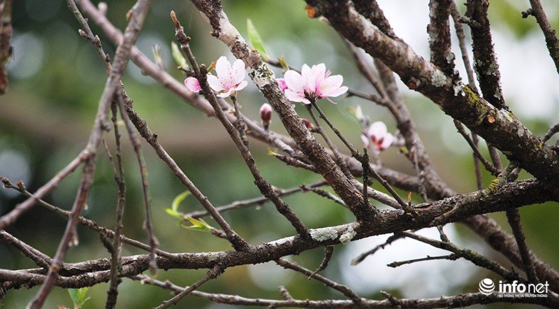 Mê mẩn với những gốc đào đá ở miền Tây xứ Nghệ