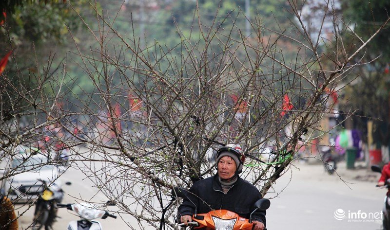 Mê mẩn với những gốc đào đá ở miền Tây xứ Nghệ