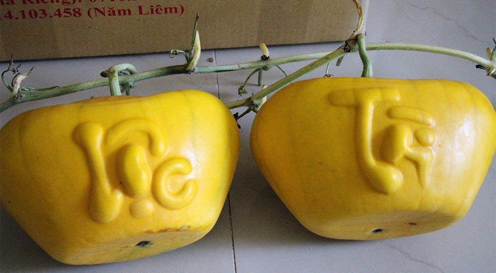 dua-hau-thoi-vang-chung-tet_4.jpg