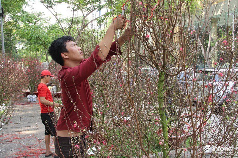Ngắm hoa đào phương Bắc khoe sắc ở phương Nam