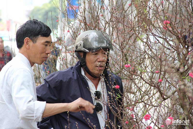 Ngắm hoa đào phương Bắc khoe sắc ở phương Nam