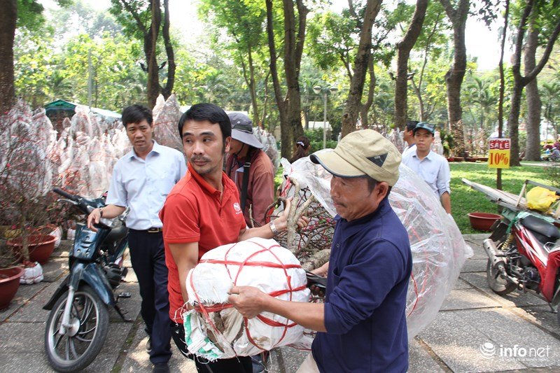 Ngắm hoa đào phương Bắc khoe sắc ở phương Nam