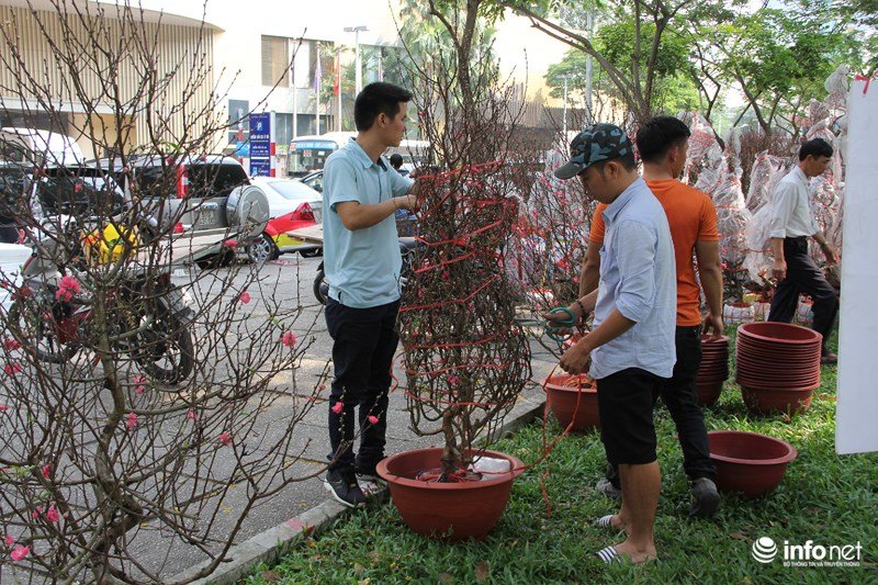 Ngắm hoa đào phương Bắc khoe sắc ở phương Nam