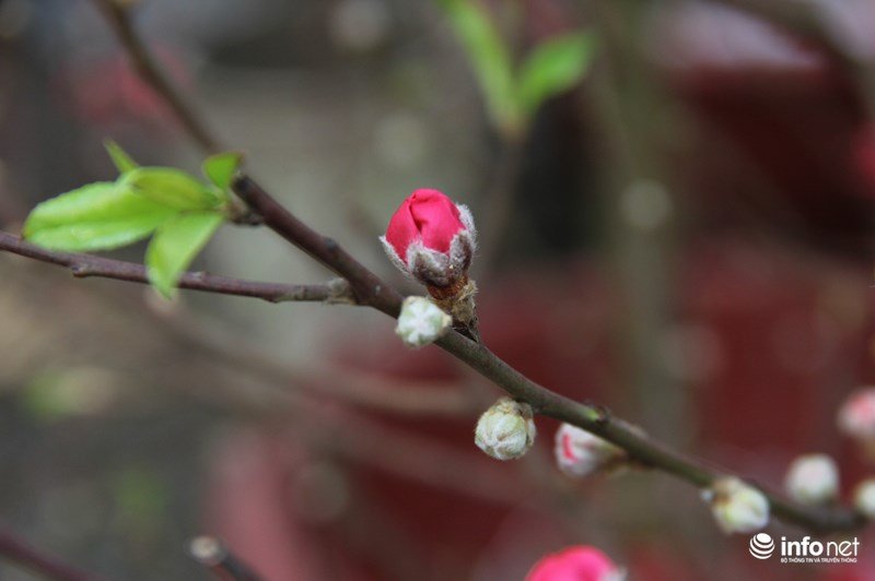 Ngắm hoa đào phương Bắc khoe sắc ở phương Nam