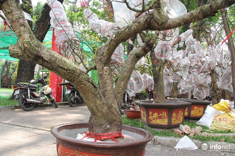 Ngắm hoa đào phương Bắc khoe sắc ở phương Nam