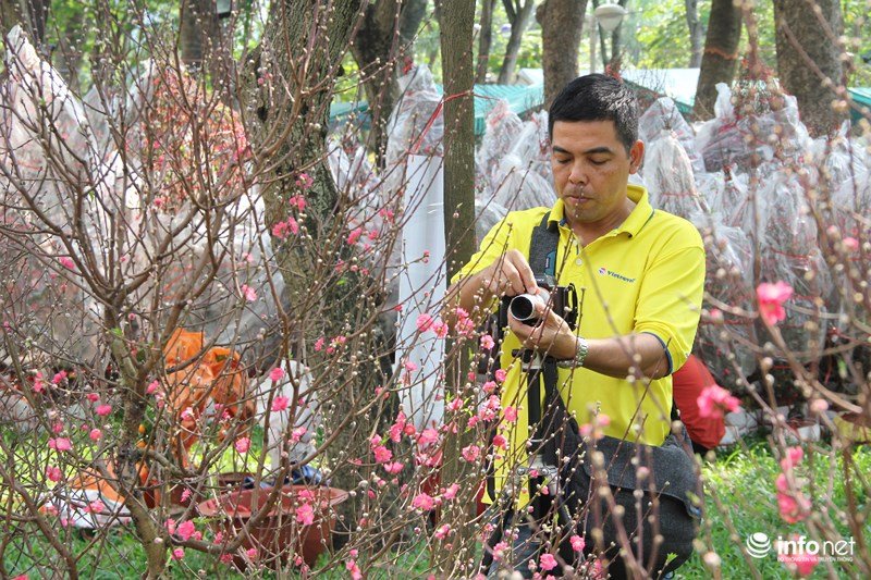 Ngắm hoa đào phương Bắc khoe sắc ở phương Nam
