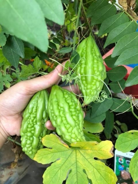 Bí quyết nấu canh khổ qua dồn thịt cho mâm cỗ miền Nam chị em nào cũng nên học hỏi