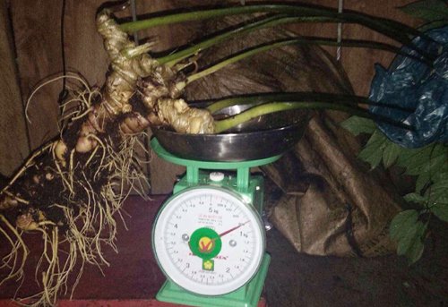 Người Xê Đăng đào được củ sâm Ngọc Linh gần một kg