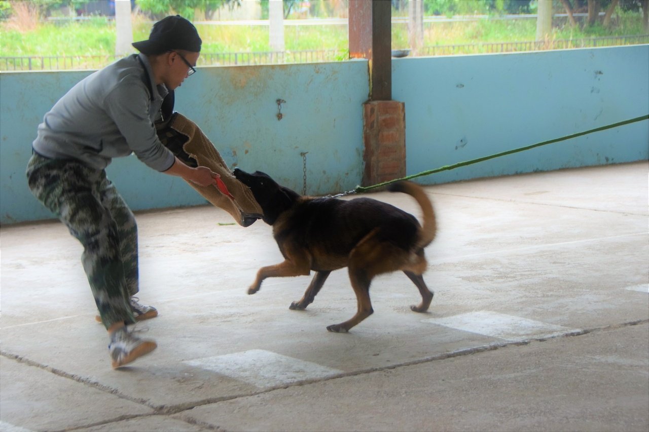 vui-buon-nghe-huan-luyen-cho