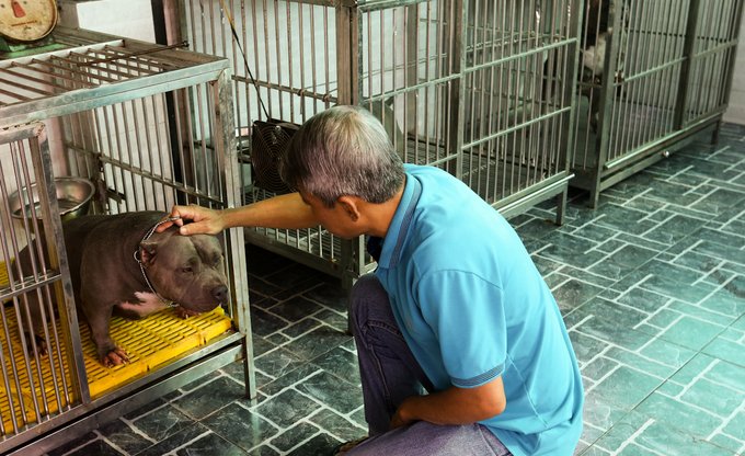 Người đàn ông nuôi chó giá chục nghìn đô ở Sài Gòn