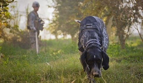 Điều ít biết về những chú chó nghiệp vụ Mỹ đi theo bảo vệ Tổng thống Mỹ