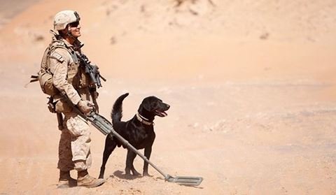 Điều ít biết về những chú chó nghiệp vụ Mỹ đi theo bảo vệ Tổng thống Mỹ