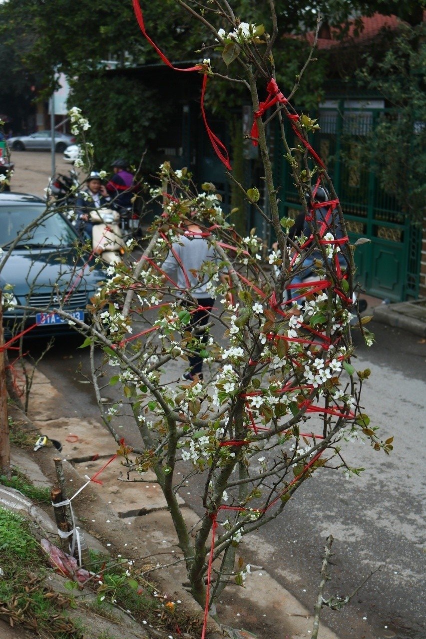sau-tet-nguoi-ha-noi-lai-vui-voi-thu-choi-hoa-le